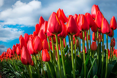 График работы магазина 8 марта График работы магазина 8 марта