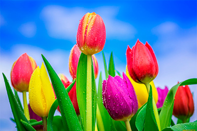 График работы магазина 7 и 8 марта График работы магазина 7 и 8 марта