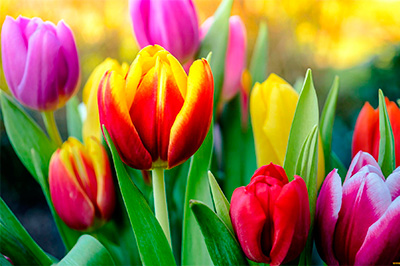 График работы магазинов на майские праздники График работы магазинов на майские праздники